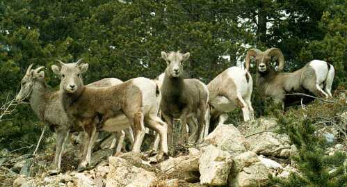 Bighorn37.jpg (32412 bytes)