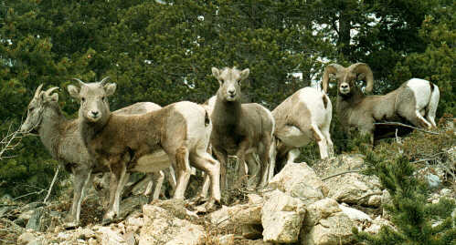 Buck & Dolly encounter a herd of Bighorn Sheep on the Buchanan Trail.