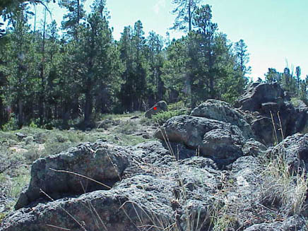 The red dot from Dolly's laser sight rests on a convenient rock.
